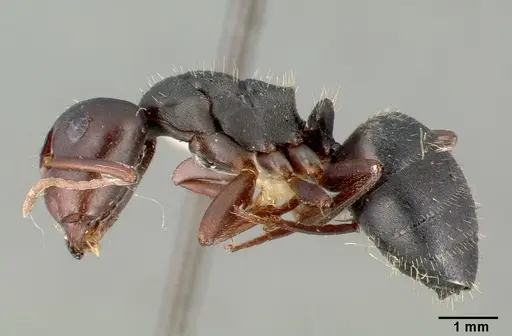 Camponotus planus specimen CASTYPE03690 image castype03690_3