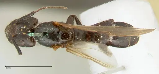 Camponotus platypus specimen FOCOL2331 image focol2331_1