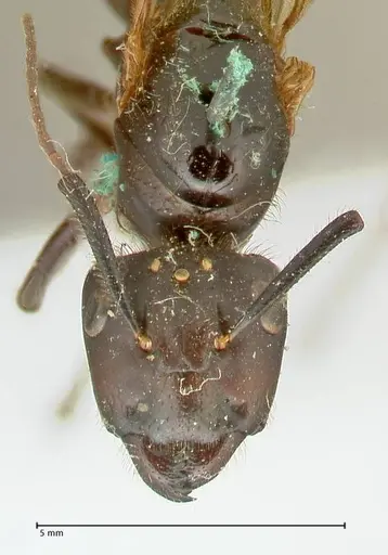 Camponotus platypus specimen FOCOL2331 image focol2331_2