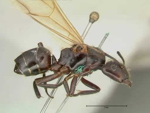 Camponotus platypus specimen FOCOL2331 image focol2331_3