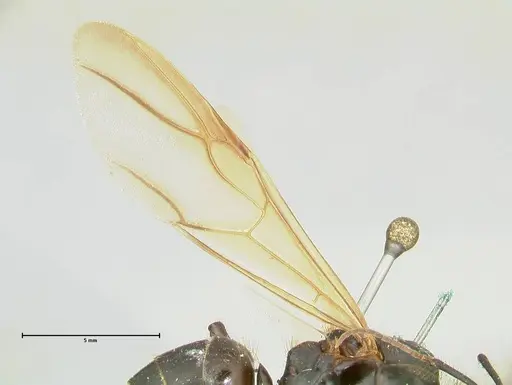 Camponotus platypus specimen FOCOL2331 image focol2331_4