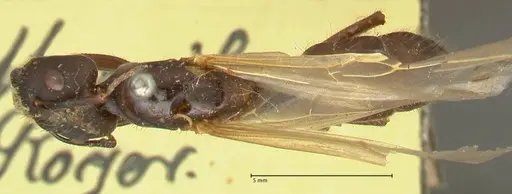 Camponotus platypus specimen FOCOL2332 image focol2332_1