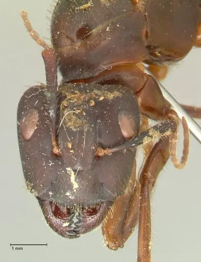 Camponotus platypus specimen FOCOL2332 image focol2332_2