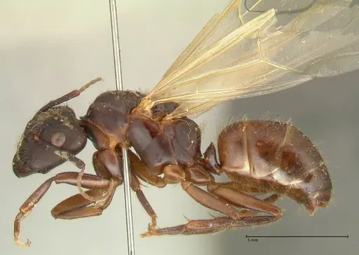 Camponotus platypus specimen FOCOL2332 image focol2332_3