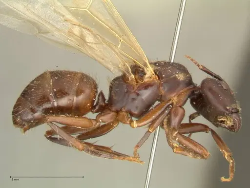 Camponotus platypus specimen FOCOL2332 image focol2332_4