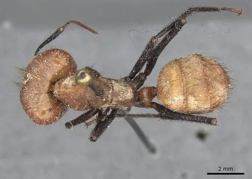 Camponotus plutus specimen CASENT0913711 image casent0913711_1