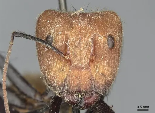 Camponotus plutus specimen CASENT0913711 image casent0913711_2