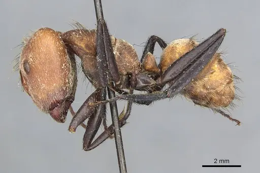 Camponotus plutus specimen CASENT0913711 image casent0913711_3