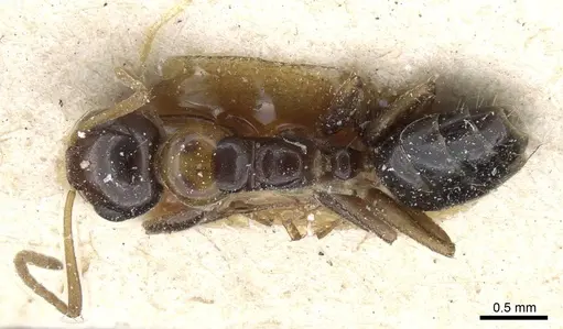 Camponotus poecilus specimen CASENT0905460 image casent0905460_1