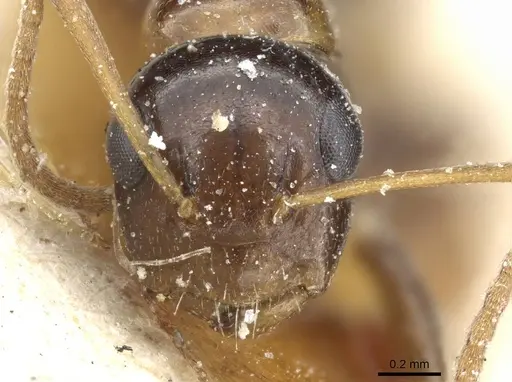 Camponotus poecilus specimen CASENT0905460 image casent0905460_2