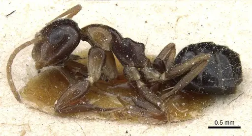 Camponotus poecilus specimen CASENT0905460 image casent0905460_3