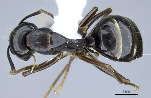 Camponotus polymorphicus specimen CASENT0914445 image casent0914445_1