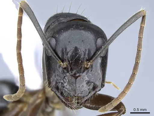 Camponotus polymorphicus specimen CASENT0914445 image casent0914445_2