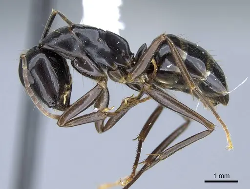 Camponotus polymorphicus specimen CASENT0914445 image casent0914445_3