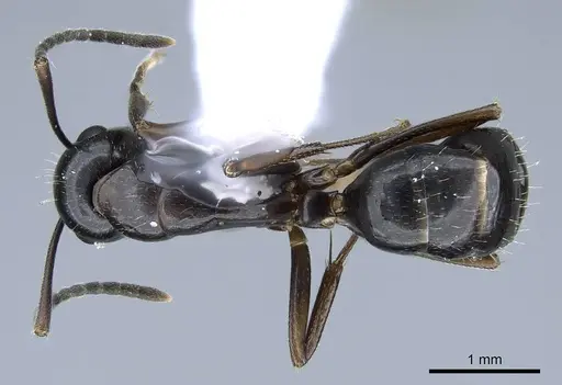 Camponotus polymorphicus specimen CASENT0914446 image casent0914446_1