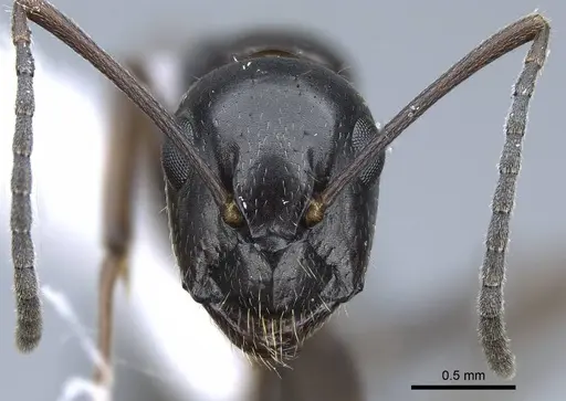 Camponotus polymorphicus specimen CASENT0914446 image casent0914446_2