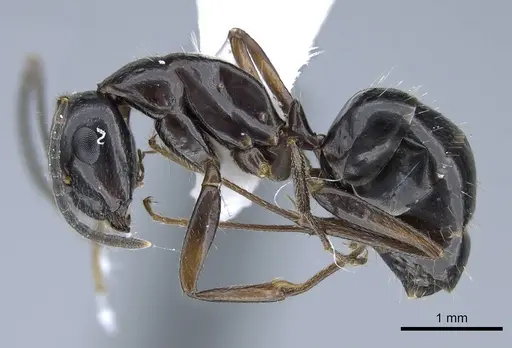 Camponotus polymorphicus specimen CASENT0914446 image casent0914446_3