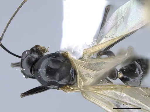 Camponotus polymorphicus specimen CASENT0914447 image casent0914447_1