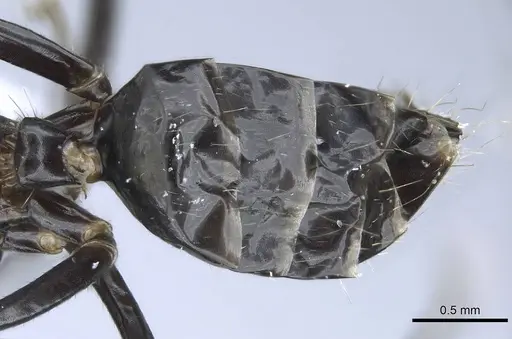 Camponotus polymorphicus specimen CASENT0914447 image casent0914447_2