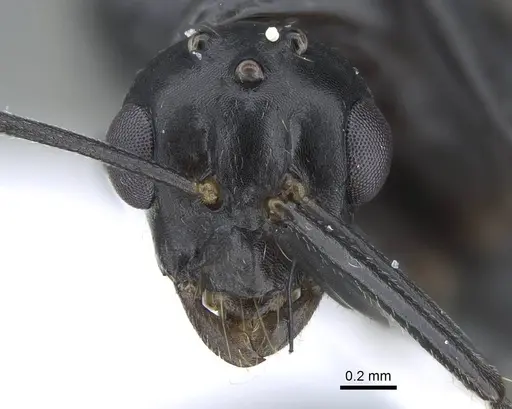 Camponotus polymorphicus specimen CASENT0914447 image casent0914447_3