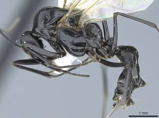 Camponotus polymorphicus specimen CASENT0914447 image casent0914447_4