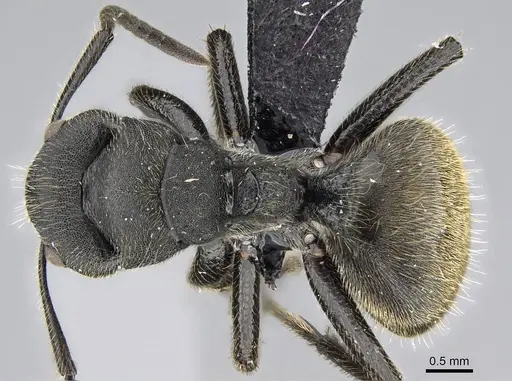 Camponotus polyrhachioides specimen CASENT0088256 image casent0088256_1