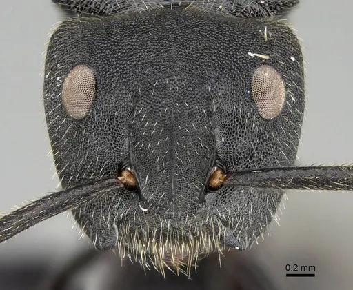 Camponotus polyrhachioides specimen CASENT0088256 image casent0088256_2
