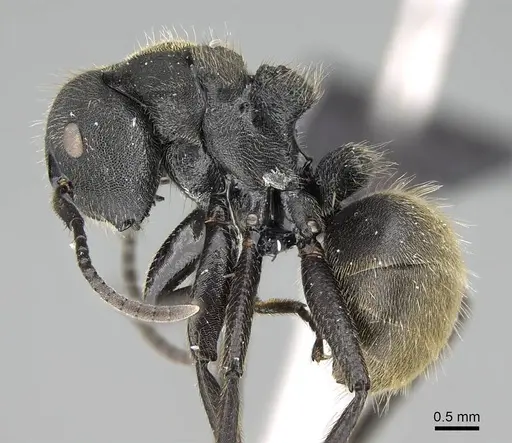 Camponotus polyrhachioides specimen CASENT0088256 image casent0088256_3