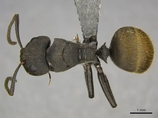 Camponotus polyrhachioides specimen CASENT0250078 image casent0250078_1