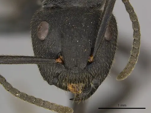 Camponotus polyrhachioides specimen CASENT0250078 image casent0250078_2