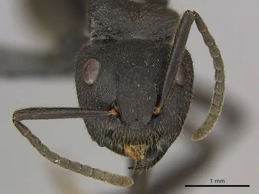 Camponotus polyrhachioides specimen CASENT0250078 image casent0250078_3