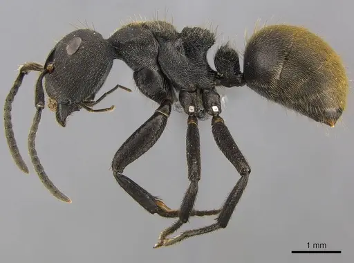 Camponotus polyrhachioides specimen CASENT0250078 image casent0250078_4
