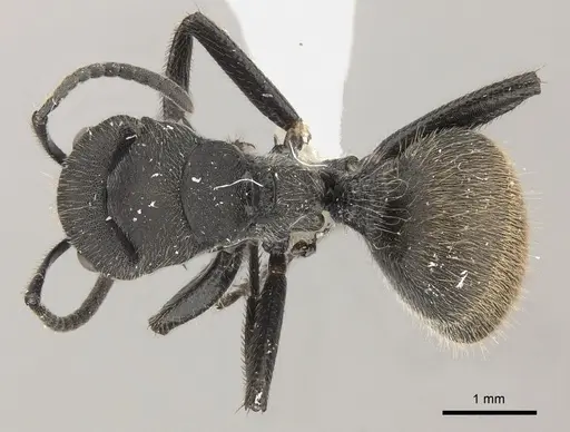 Camponotus polyrhachioides specimen CASENT0415642 image casent0415642_1