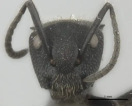 Camponotus polyrhachioides specimen CASENT0415642 image casent0415642_2