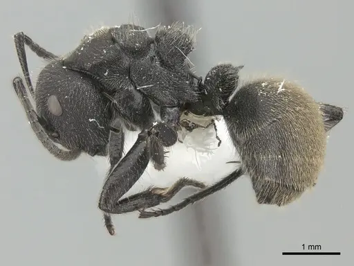 Camponotus polyrhachioides specimen CASENT0415642 image casent0415642_3