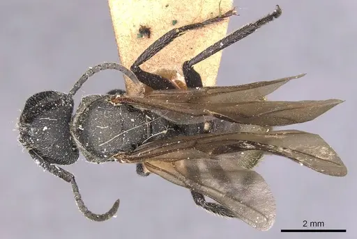 Camponotus polyrhachioides specimen CASENT0905183 image casent0905183_1
