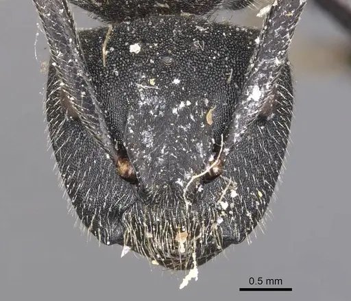 Camponotus polyrhachioides specimen CASENT0905183 image casent0905183_2