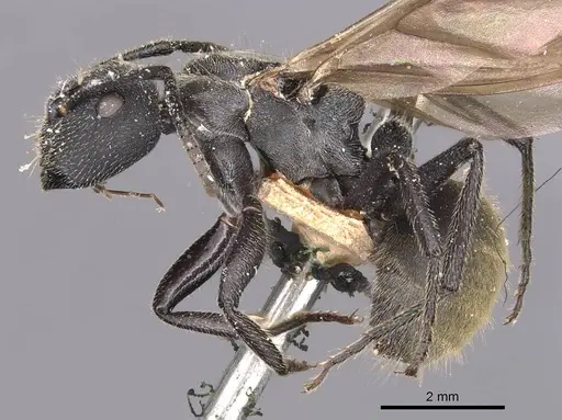 Camponotus polyrhachioides specimen CASENT0905183 image casent0905183_3