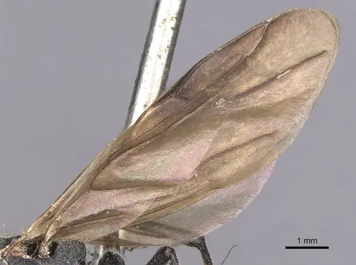 Camponotus polyrhachioides specimen CASENT0905183 image casent0905183_4