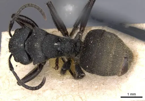 Camponotus polyrhachioides specimen CASENT0909947 image casent0909947_1