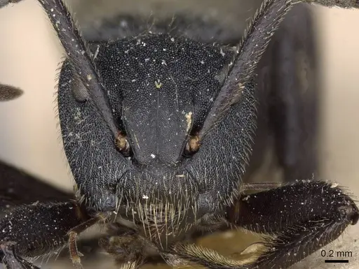 Camponotus polyrhachioides specimen CASENT0909947 image casent0909947_2