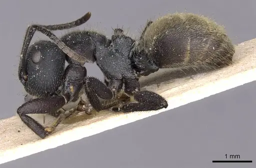 Camponotus polyrhachioides specimen CASENT0909947 image casent0909947_3