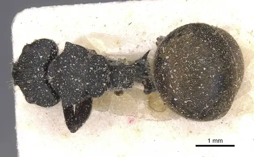 Camponotus polyrhachioides specimen CASENT0912089 image casent0912089_1