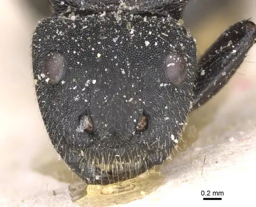 Camponotus polyrhachioides specimen CASENT0912089 image casent0912089_2