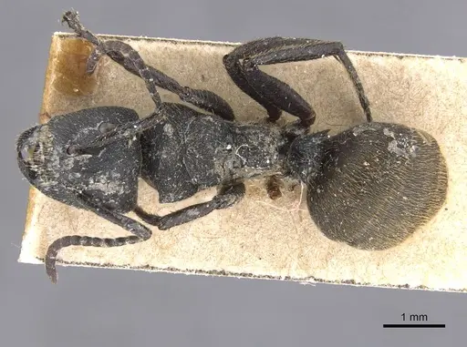 Camponotus polyrhachioides specimen CASENT0913761 image casent0913761_1