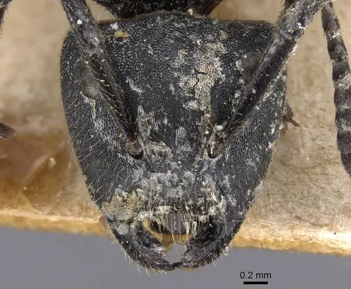 Camponotus polyrhachioides specimen CASENT0913761 image casent0913761_2