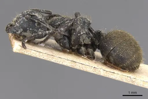 Camponotus polyrhachioides specimen CASENT0913761 image casent0913761_3