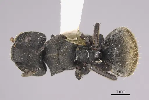 Camponotus polyrhachioides specimen CASENT0923544 image casent0923544_1