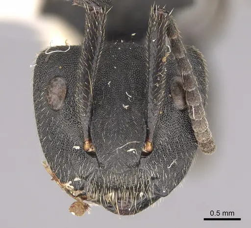Camponotus polyrhachioides specimen CASENT0923544 image casent0923544_2