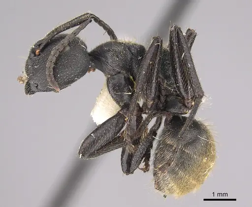 Camponotus polyrhachioides specimen CASENT0923544 image casent0923544_3
